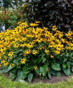 Fast Growing Trees Goldsturm Black-Eyed Susan