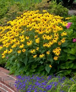 Fast Growing Trees Goldsturm Black-Eyed Susan