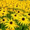 Fast Growing Trees Goldsturm Black-Eyed Susan