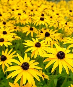 Fast Growing Trees Goldsturm Black-Eyed Susan