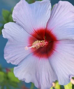 Fast Growing Trees Summer Spice® Hardy Hibiscus Bleu Brulee™