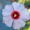 Fast Growing Trees Summer Spice® Hardy Hibiscus Bleu Brulee™