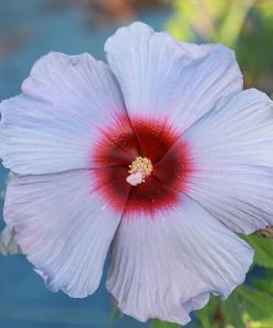 Fast Growing Trees Summer Spice® Hardy Hibiscus Bleu Brulee™