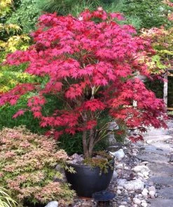 Fast Growing Trees Bloodgood Japanese Maple