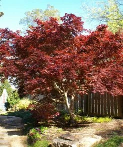 Fast Growing Trees Bloodgood Japanese Maple 9 Fast Growing Trees Bloodgood Japanese Maple