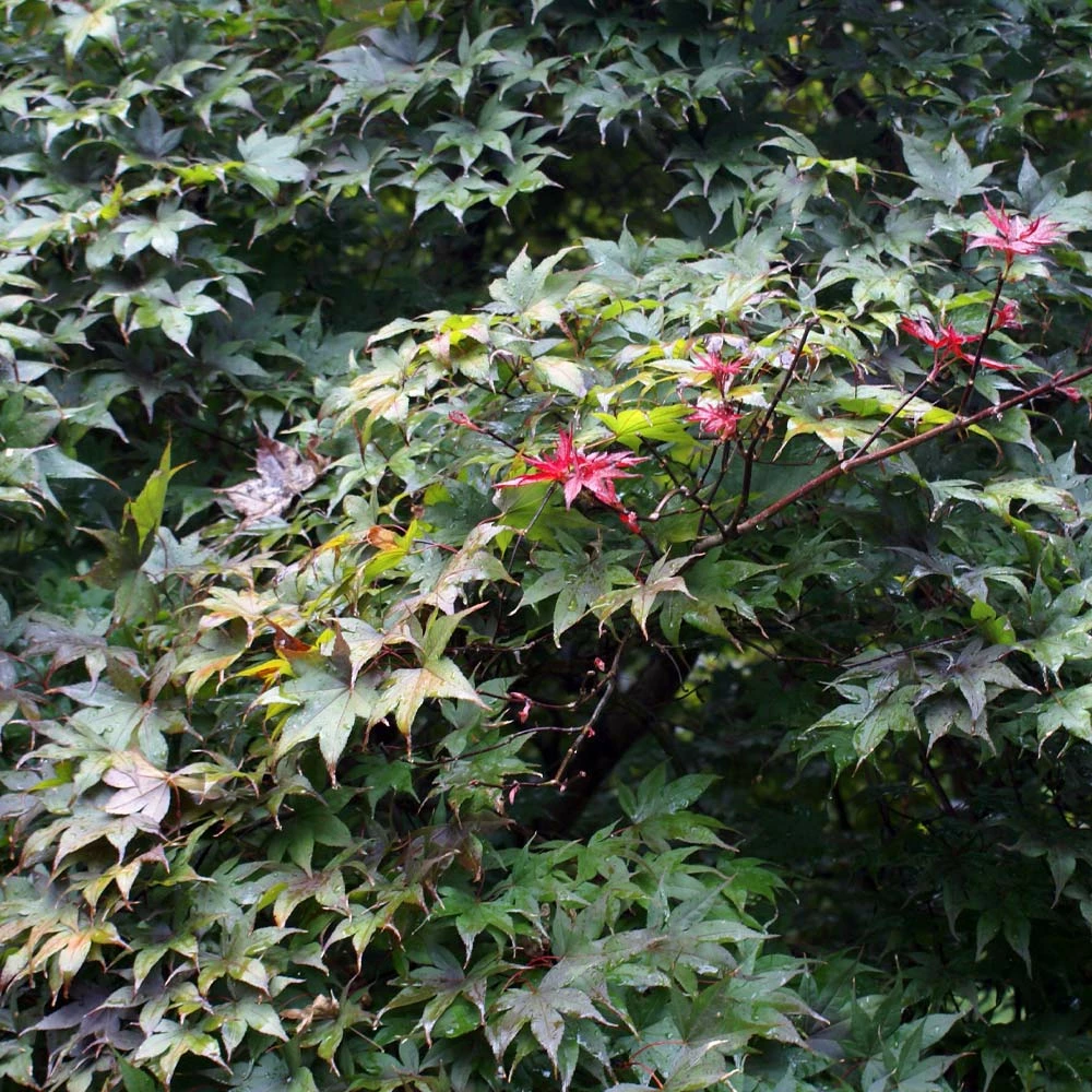 Fast Growing Trees Bloodgood Japanese Maple 6 Fast Growing Trees Bloodgood Japanese Maple