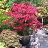 Fast Growing Trees Bloodgood Japanese Maple 1 Fast Growing Trees Bloodgood Japanese Maple