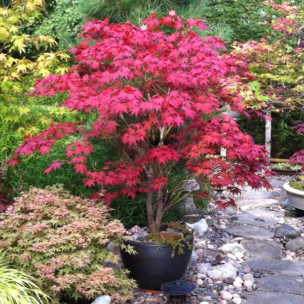 Fast Growing Trees Bloodgood Japanese Maple 3 Fast Growing Trees Bloodgood Japanese Maple