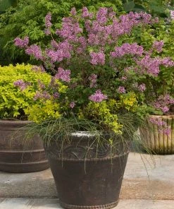 Fast Growing Trees Bloomerang® Lilac Shrub 12 Fast Growing Trees Bloomerang® Lilac Shrub