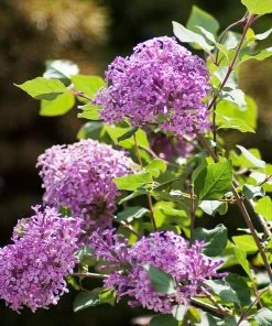 Fast Growing Trees Bloomerang® Lilac Shrub 10 Fast Growing Trees Bloomerang® Lilac Shrub