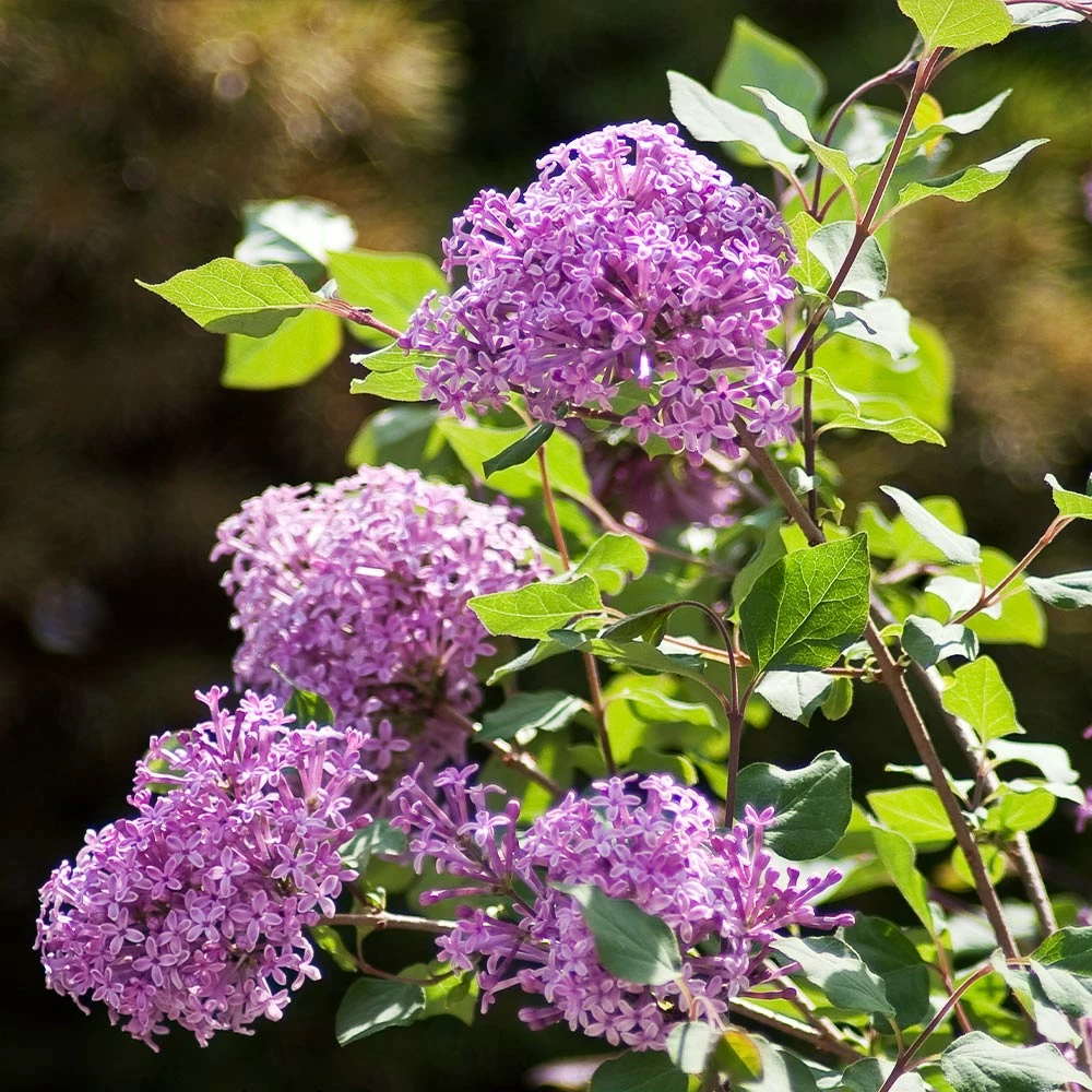 Fast Growing Trees Bloomerang® Lilac Shrub 5 Fast Growing Trees Bloomerang® Lilac Shrub