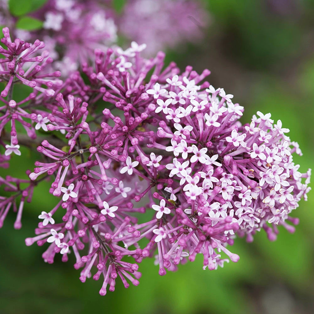 Fast Growing Trees Bloomerang® Lilac Shrub 6 Fast Growing Trees Bloomerang® Lilac Shrub
