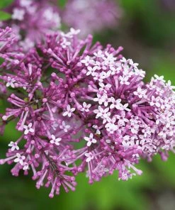 Fast Growing Trees Lilac Trees Bloomerang® Lilac Tree