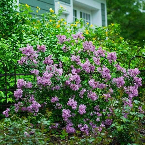 Fast Growing Trees Bloomerang® Lilac Shrub 3 Fast Growing Trees Bloomerang® Lilac Shrub