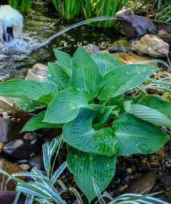Fast Growing Trees See All Shrubs & Hedges Blue Angel Hosta Plant