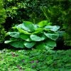 Fast Growing Trees See All Shrubs & Hedges Blue Angel Hosta Plant 1 Fast Growing Trees See All Shrubs & Hedges Blue Angel Hosta Plant