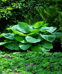 Fast Growing Trees See All Shrubs & Hedges Blue Angel Hosta Plant