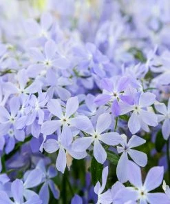 Fast Growing Trees Blue Moon Phlox Plant