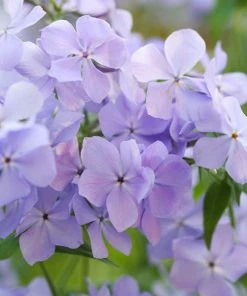 Fast Growing Trees Blue Moon Phlox Plant