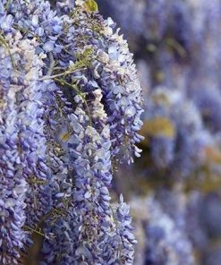 Fast Growing Trees Blue Moon Wisteria Vine