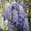 Fast Growing Trees Blue Moon Wisteria Vine 2 Fast Growing Trees Blue Moon Wisteria Vine