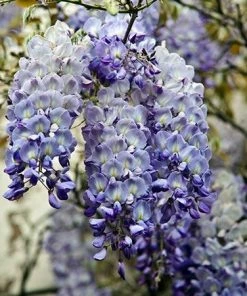 Fast Growing Trees Blue Moon Wisteria Vine