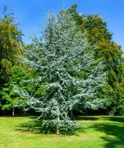 Fast Growing Trees Cedars Blue Atlas Cedar Tree