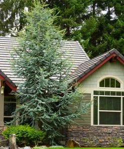 Fast Growing Trees Cedars Blue Atlas Cedar Tree