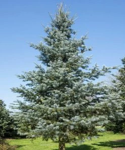 Fast Growing Trees Blue Cloak White Fir Tree