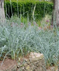 Fast Growing Trees Blue Dune Lyme Grass Ornamental Grasses 8 Fast Growing Trees Blue Dune Lyme Grass Ornamental Grasses