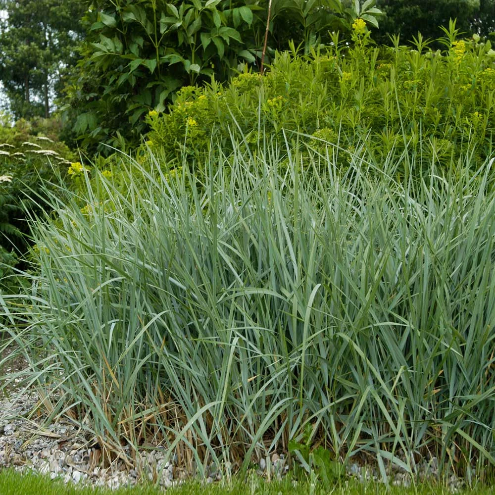 Fast Growing Trees Blue Dune Lyme Grass Ornamental Grasses 6 Fast Growing Trees Blue Dune Lyme Grass Ornamental Grasses