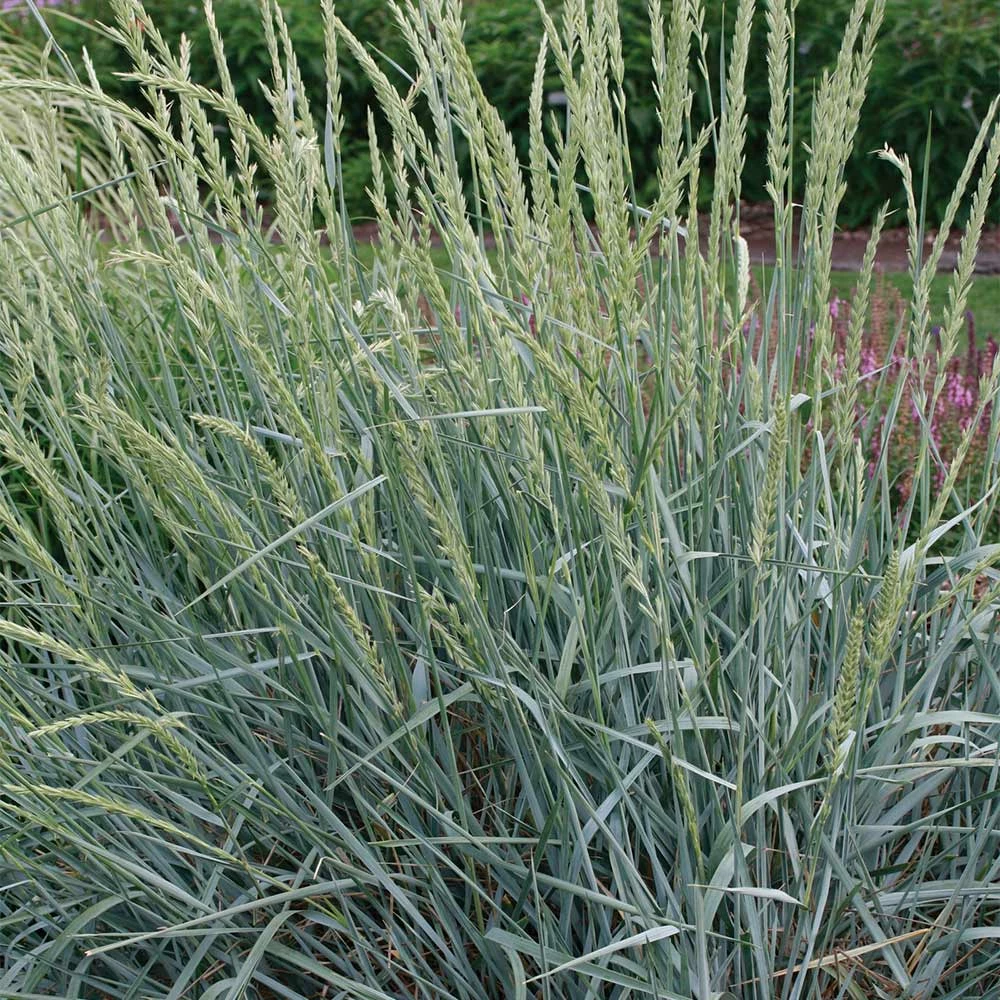 Fast Growing Trees Blue Dune Lyme Grass Ornamental Grasses 4 Fast Growing Trees Blue Dune Lyme Grass Ornamental Grasses