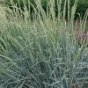 Fast Growing Trees Blue Dune Lyme Grass Ornamental Grasses