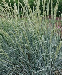 Fast Growing Trees Blue Dune Lyme Grass Ornamental Grasses