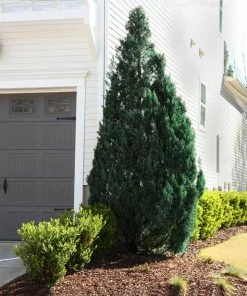 Fast Growing Trees Blue Point Juniper Juniper Trees