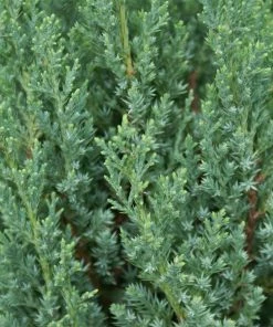 Fast Growing Trees Blue Point Juniper Juniper Trees