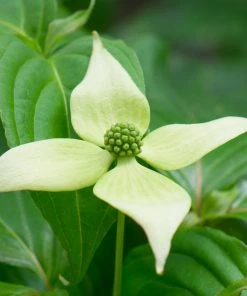 Fast Growing Trees Dogwood Trees Blue Ray Kousa Dogwood