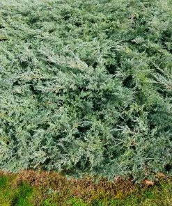 Fast Growing Trees Blue Rug Juniper Juniper Trees