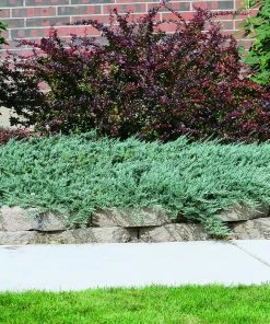 Fast Growing Trees Blue Rug Juniper Juniper Trees