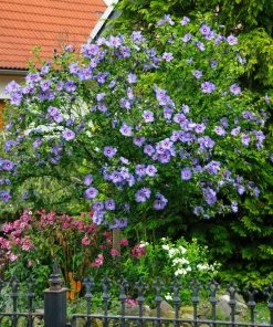 Fast Growing Trees Azurri Blue Satin® Rose Of Sharon Althea Tree Blue Flowers
