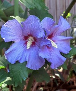 Fast Growing Trees Azurri Blue Satin® Rose Of Sharon Althea Tree Blue Flowers