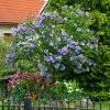 Fast Growing Trees Azurri Blue Satin® Rose Of Sharon Althea Tree Blue Flowers