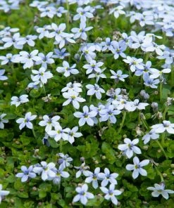Fast Growing Trees Blue Star Creeper Plants For Wet Areas 9 Fast Growing Trees Blue Star Creeper Plants For Wet Areas