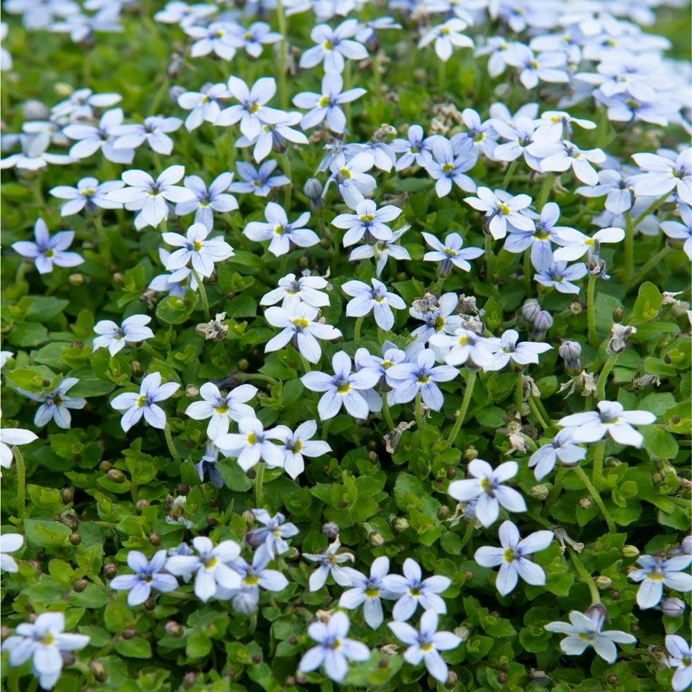 Fast Growing Trees Blue Star Creeper Plants For Wet Areas 6 Fast Growing Trees Blue Star Creeper Plants For Wet Areas