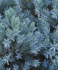 Fast Growing Trees Blue Star Juniper Shrub Juniper Trees