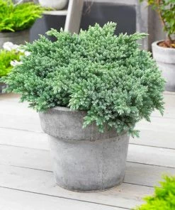 Fast Growing Trees Blue Star Juniper Shrub Juniper Trees