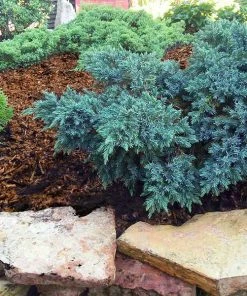 Fast Growing Trees Blue Star Juniper Shrub Juniper Trees