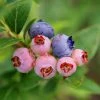 Fast Growing Trees 3-in-1 Blueberry Bush