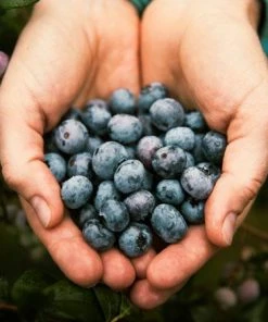 Fast Growing Trees 3-in-1 Blueberry Bush (Northern Highbush) Blueberry Bushes