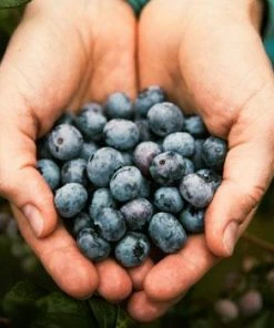 Fast Growing Trees 3-in-1 Blueberry Bush (Northern Highbush) Blueberry Bushes